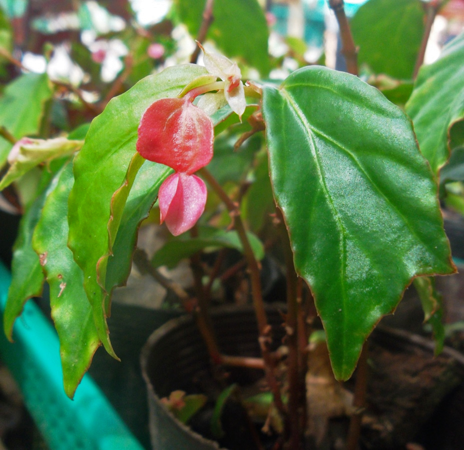B. oligantha